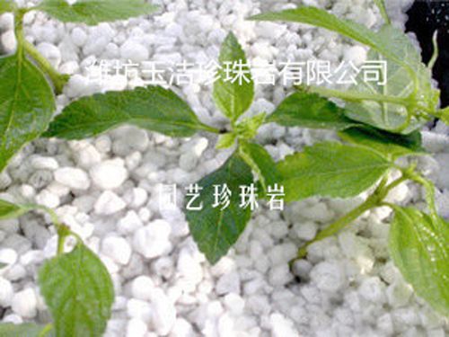 园艺雷电竞竞猜